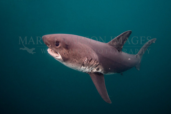A salmon shark hunts the cold waters of Prince William Sound, Alaska