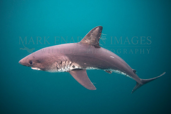 A salmon shark hunts the cold waters of Prince William Sound, Alaska