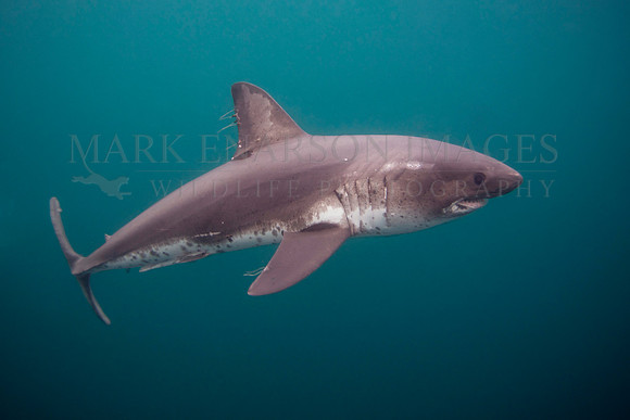 A salmon shark hunts the cold waters of Prince William Sound, Alaska