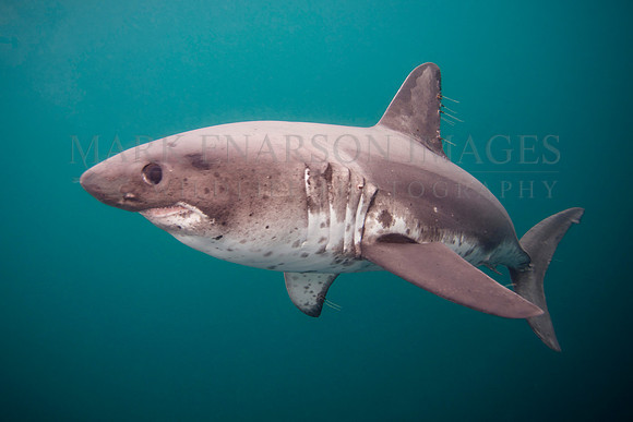A salmon shark hunts the cold waters of Prince William Sound, Alaska