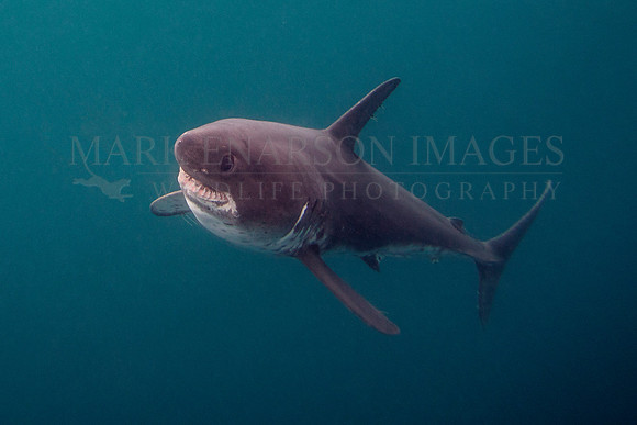 A salmon shark hunts the cold waters of Prince William Sound, Alaska