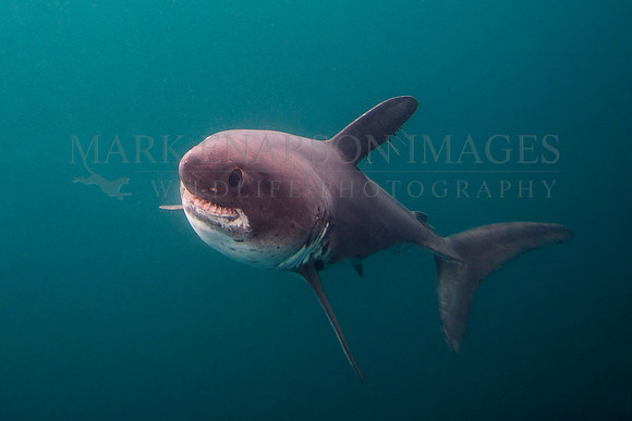 A salmon shark hunts the cold waters of Prince William Sound, Alaska