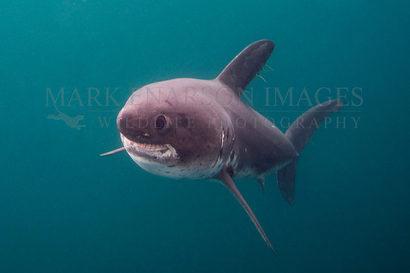 A salmon shark hunts the cold waters of Prince William Sound, Alaska