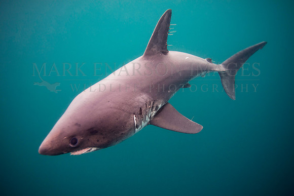 A salmon shark hunts the cold waters of Prince William Sound, Alaska