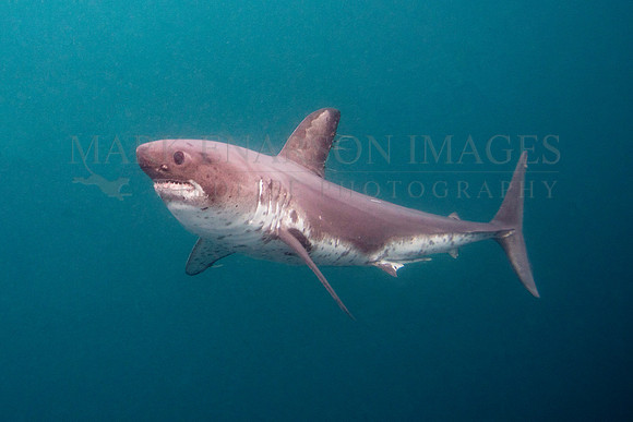 A salmon shark hunts the cold waters of Prince William Sound, Alaska