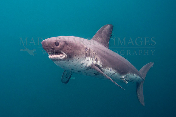 A salmon shark hunts the cold waters of Prince William Sound, Alaska