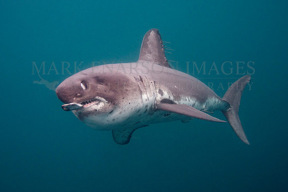 A salmon shark grabs a herring at Prince William Sound, Alaska