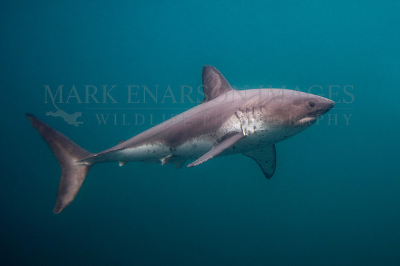 A salmon shark hunts the cold waters of Prince William Sound, Alaska