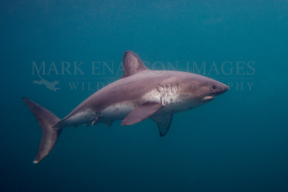 A salmon shark hunts the cold waters of Prince William Sound, Alaska