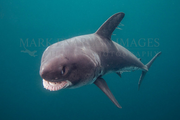 A salmon shark hunts the cold waters of Prince William Sound, Alaska