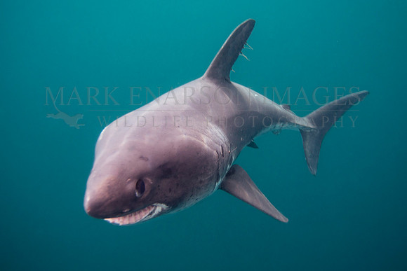A salmon shark hunts the cold waters of Prince William Sound, Alaska