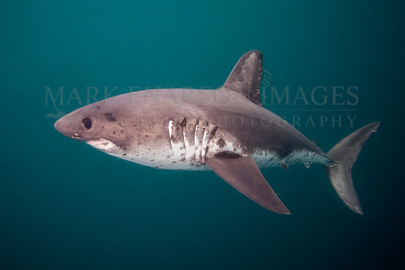 A salmon shark hunts the cold waters of Prince William Sound, Alaska