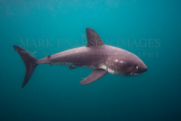 A salmon shark hunts the cold waters of Prince William Sound, Alaska