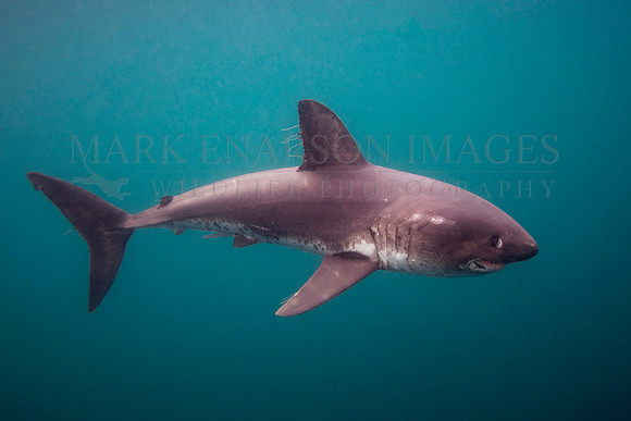 A salmon shark hunts the cold waters of Prince William Sound, Alaska