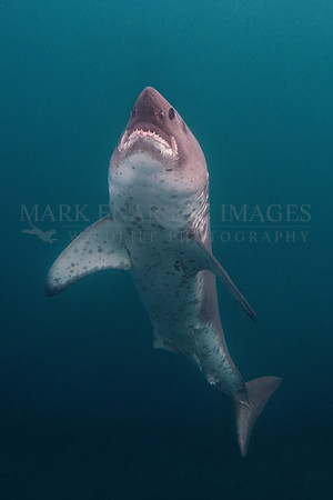 A salmon shark rises from the dark, icy depths of Prince William Sound, Alaska