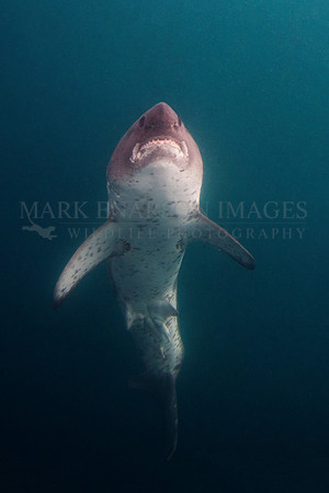 A salmon shark rises out of the frigid depths of Prince William Sound, Alaska