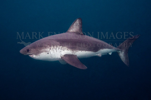 A salmon shark hunts the cold waters of Prince William Sound, Alaska