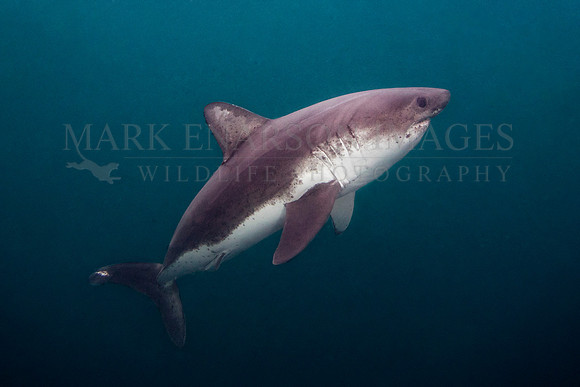 A salmon shark hunts the cold waters of Prince William Sound, Alaska