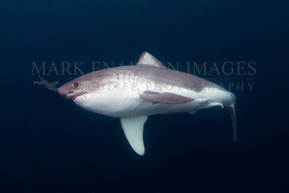 A salmon shark hunts the cold waters of Prince William Sound, Alaska