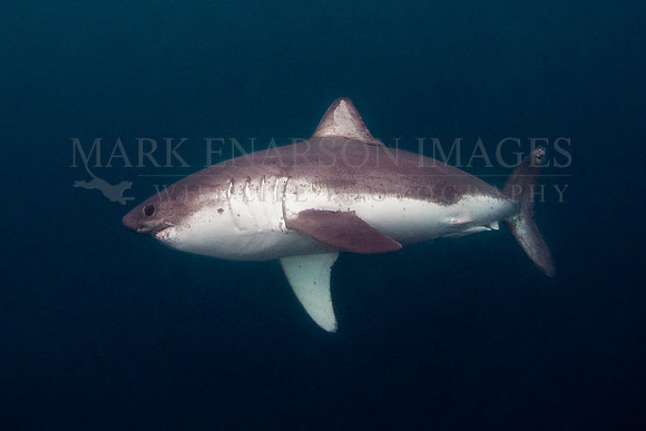 A salmon shark hunts the cold waters of Prince William Sound, Alaska