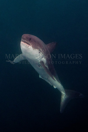 A salmon shark rises out of the frigid depths of Prince William Sound, Alaska