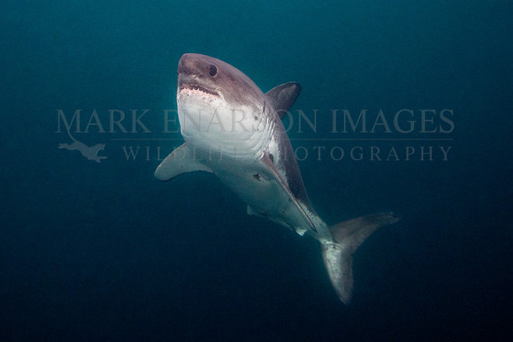 A salmon shark rises out of the frigid depths of Prince William Sound, Alaska