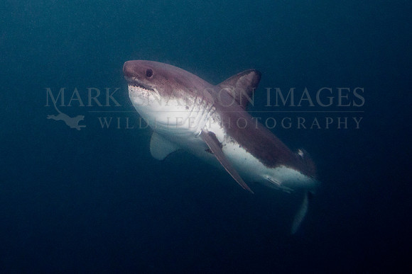 A salmon shark rises from the dark, icy depths of Prince William Sound, Alaska