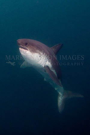 A salmon shark rises out of the frigid depths of Prince William Sound, Alaska