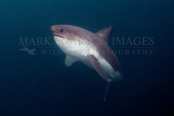 A salmon shark rises out of the frigid depths of Prince William Sound, Alaska