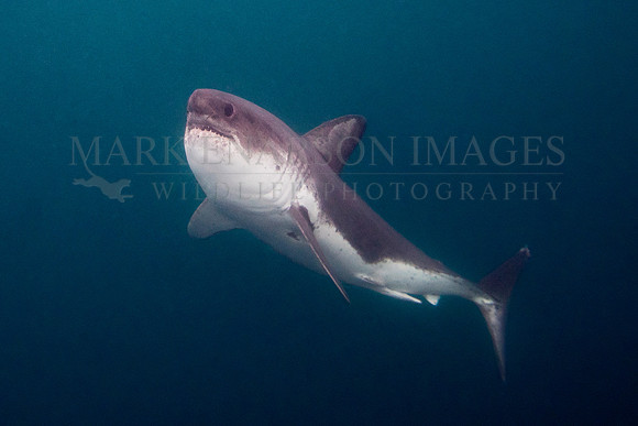 A salmon shark hunts the cold waters of Prince William Sound, Alaska