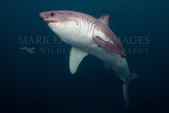 A salmon shark hunts the cold waters of Prince William Sound, Alaska