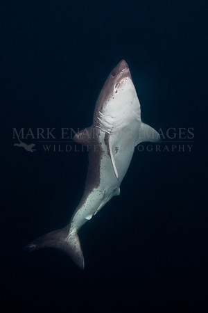 A salmon shark rises out of the frigid depths of Prince William Sound, Alaska