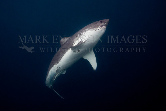 A salmon shark hunts the cold waters of Prince William Sound, Alaska