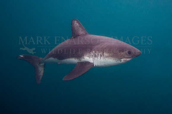 A salmon shark hunts the cold waters of Prince William Sound, Alaska