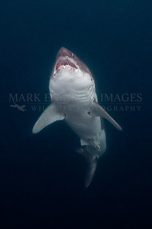 A salmon shark rises out of the frigid depths of Prince William Sound, Alaska