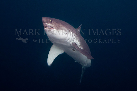 A salmon shark rises out of the frigid depths of Prince William Sound, Alaska