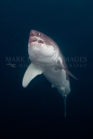 A salmon shark captures a herring in the cold waters of Prince William Sound, Alaska