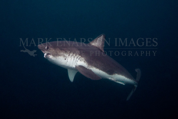A salmon shark hunts the cold waters of Prince William Sound, Alaska