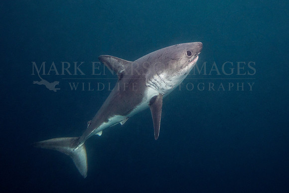 A salmon shark hunts the cold waters of Prince William Sound, Alaska