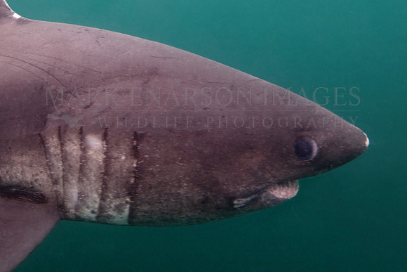 A salmon shark hunts the cold waters of Prince William Sound, Alaska