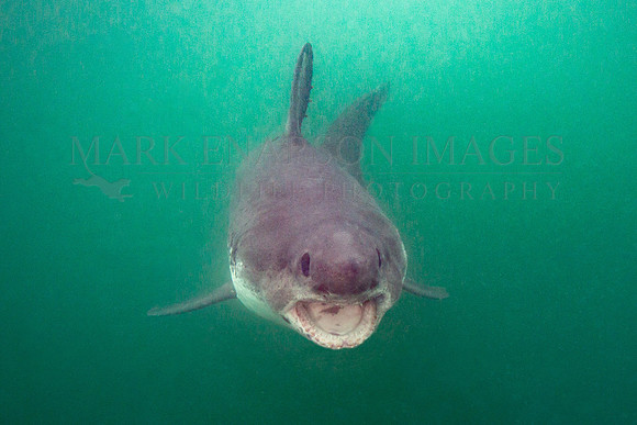 A salmon shark hunts the cold waters of Prince William Sound, Alaska