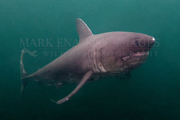 A salmon shark hunts the cold waters of Prince William Sound, Alaska