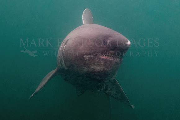 A salmon shark hunts the cold waters of Prince William Sound, Alaska