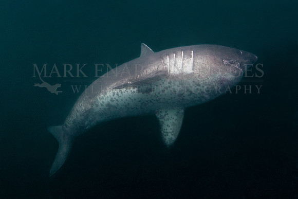 A salmon shark hunts the cold, dark waters of Prince William Sound, Alaska