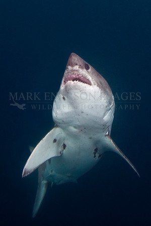 A salmon shark rises out of the frigid depths of Prince William Sound, Alaska
