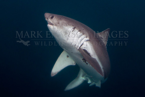 A salmon shark hunts the cold waters of Prince William Sound, Alaska