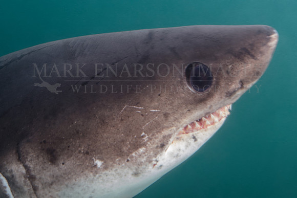 A salmon shark at Prince William Sound, Alaska