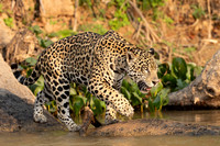 A jaguar patrols the riverside in the Pantanal of Brazil
