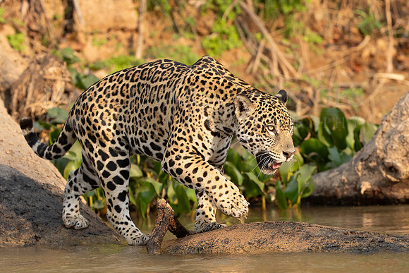 A jaguar patrols the riverside in the Pantanal of Brazil