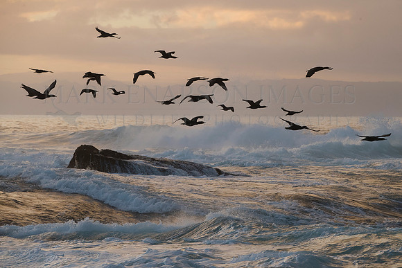 Cormorants depart Seal Island at sunrise to fish in the surrounding waters